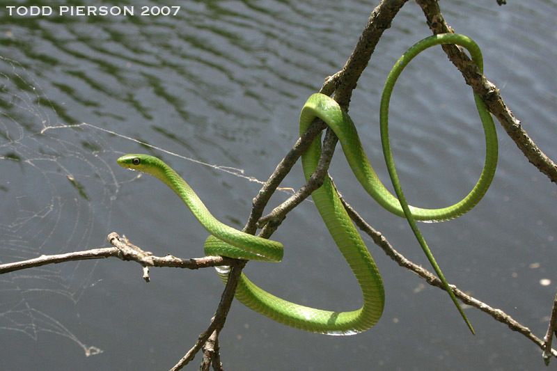 Rough Greensnake (Opheodrys aestivus)