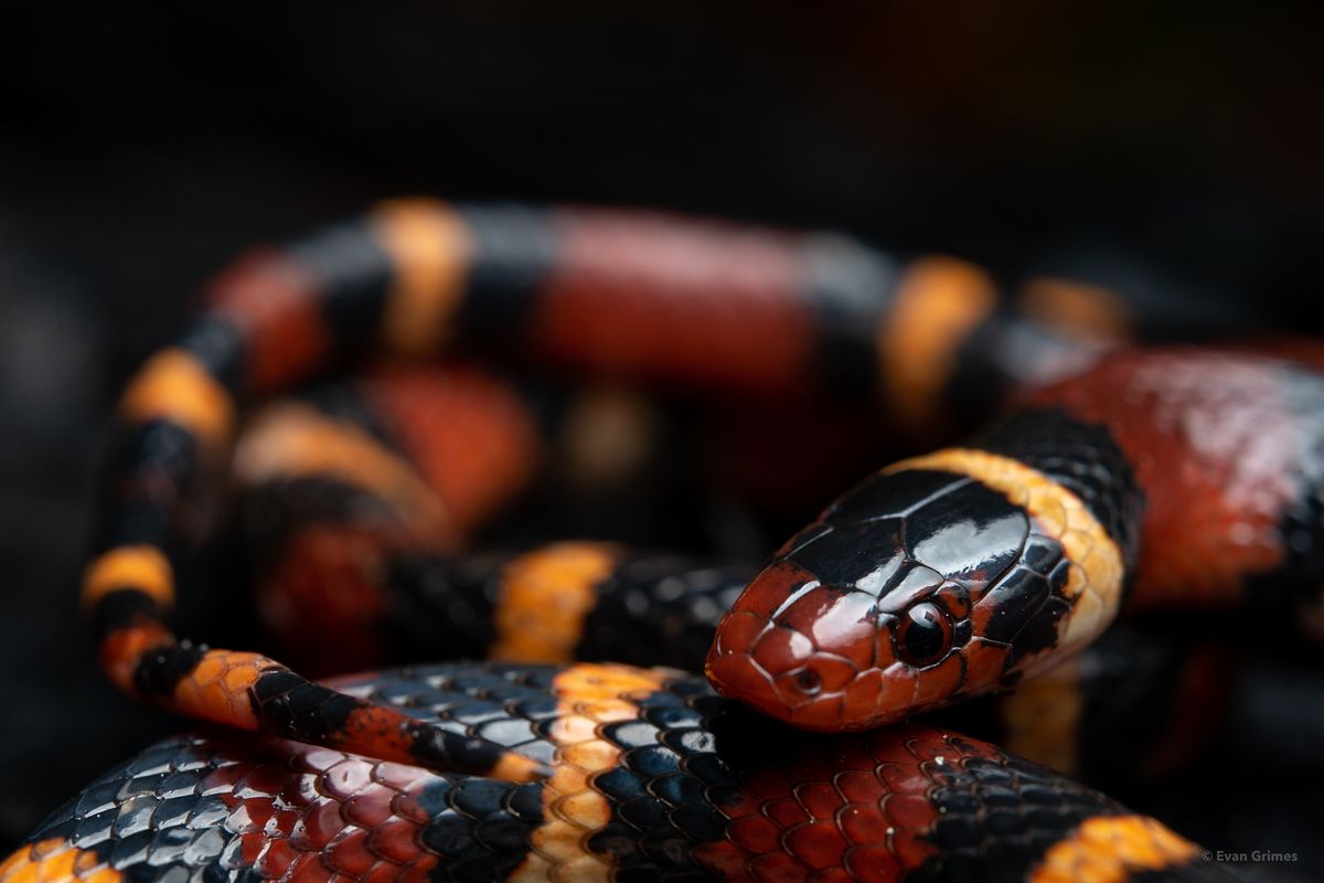Scarlet Kingsnake (Lampropeltis elapsoides)