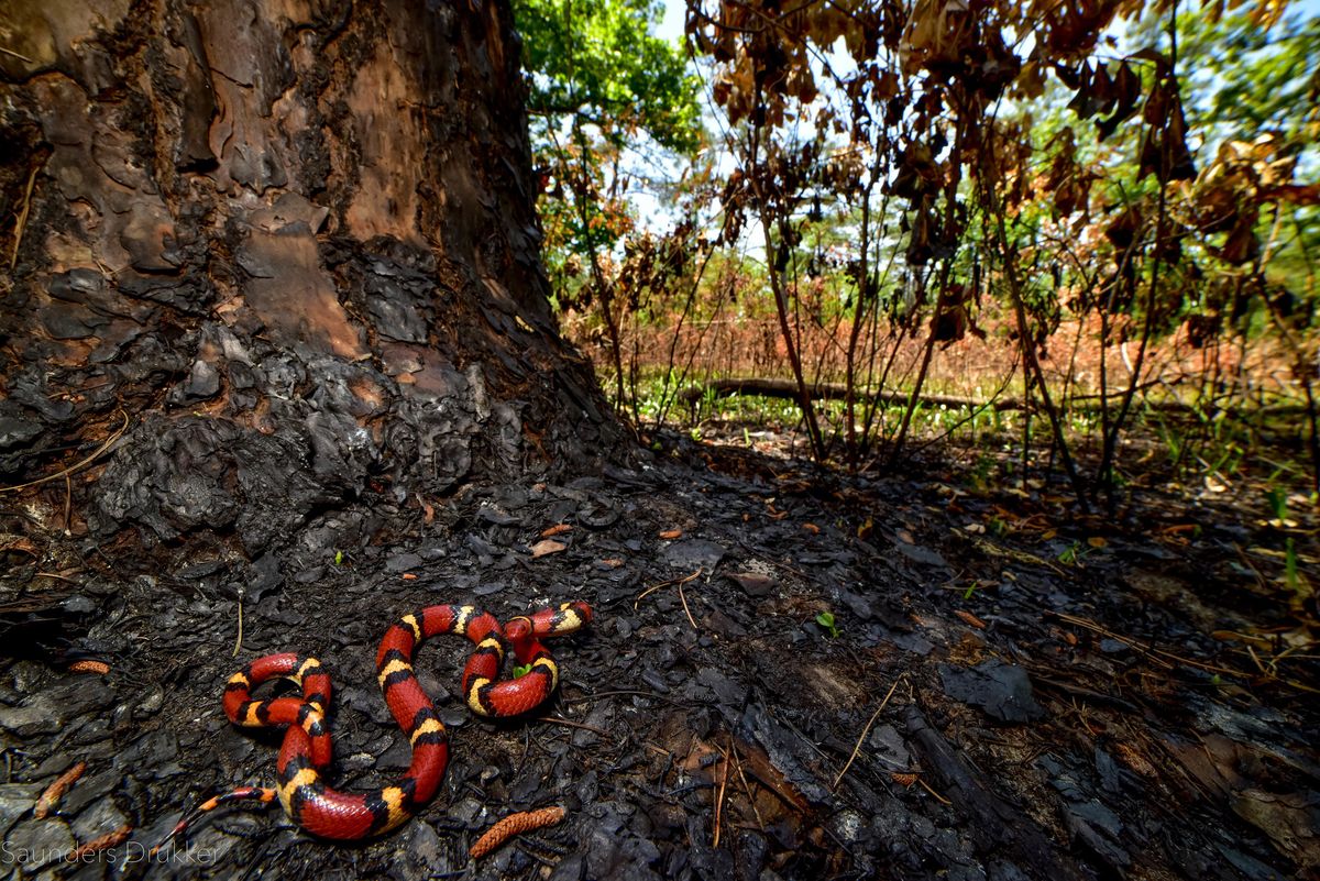 Scarlet Kingsnake (Lampropeltis elapsoides)