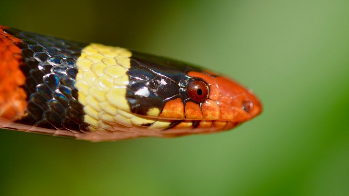 Scarlet Kingsnake (Lampropeltis elapsoides)