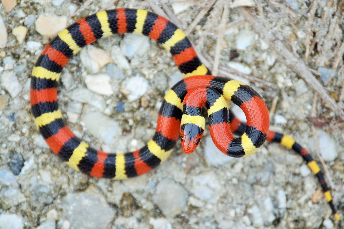 Scarlet Kingsnake (Lampropeltis elapsoides)