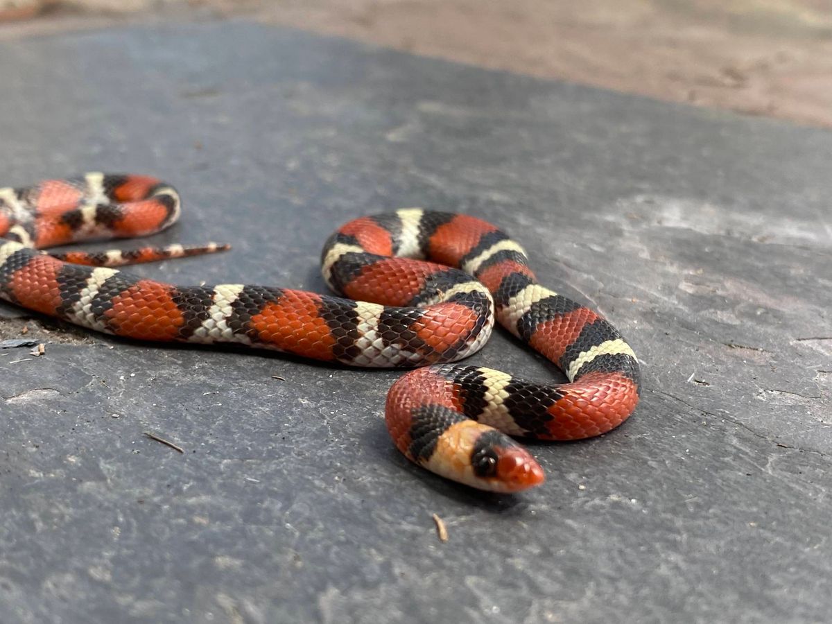 Northern Scarlet Snake (Cemophora coccinea)
