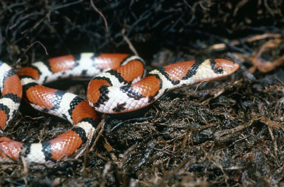 Northern Scarlet Snake (Cemophora coccinea)