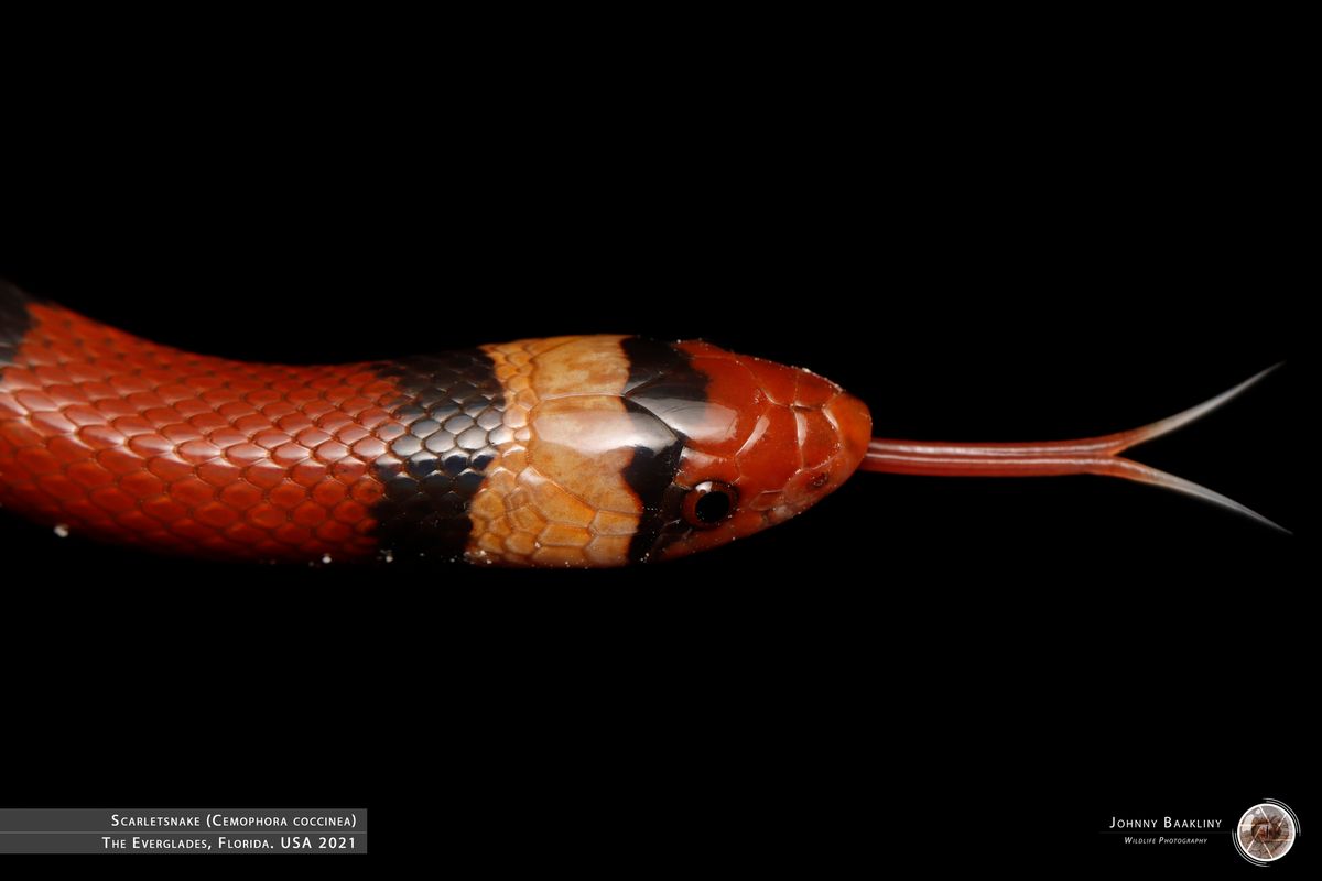 Northern Scarlet Snake (Cemophora coccinea)
