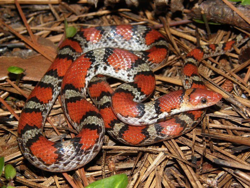 Northern Scarlet Snake (Cemophora coccinea)