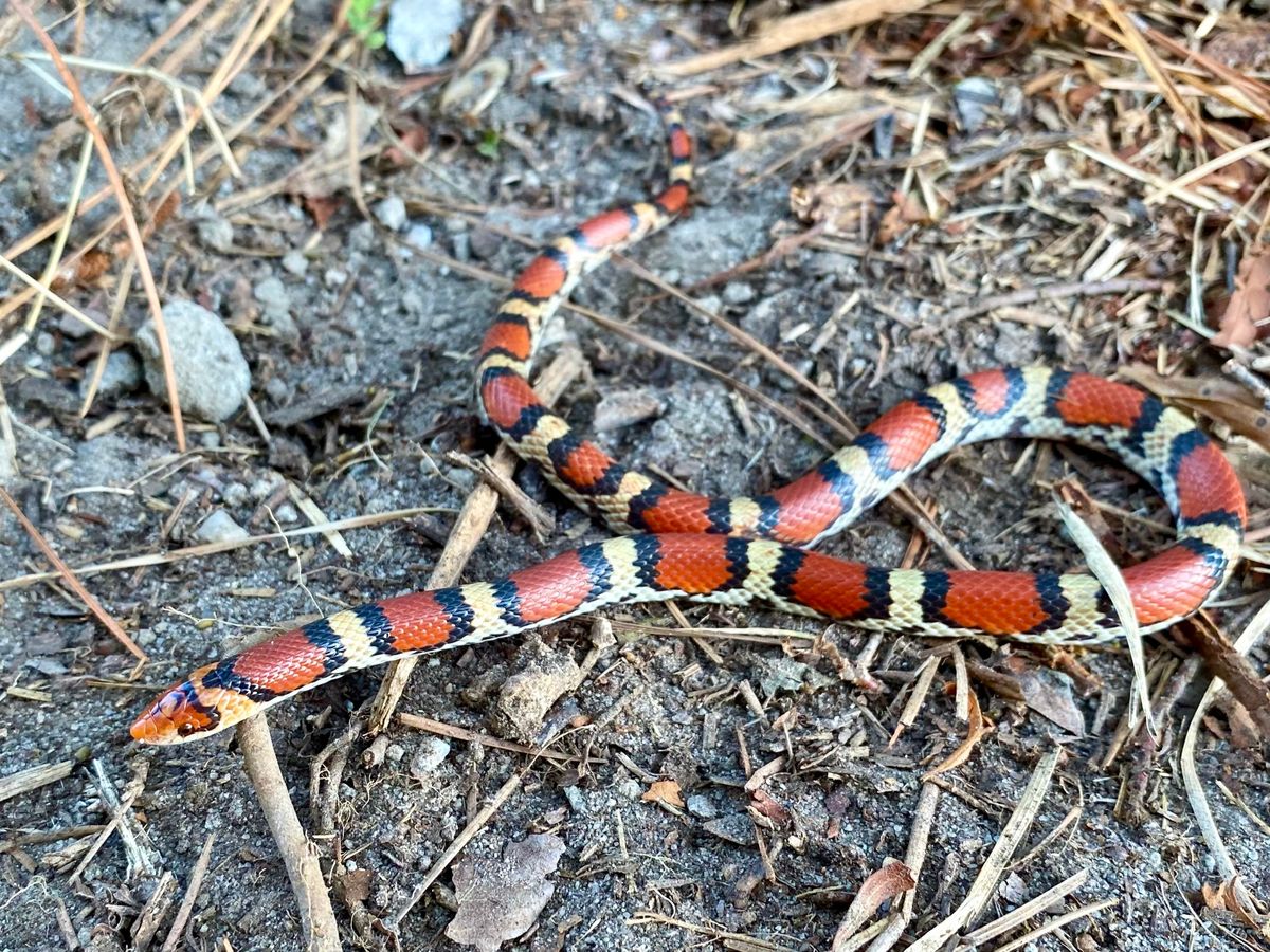 Northern Scarlet Snake (Cemophora coccinea)
