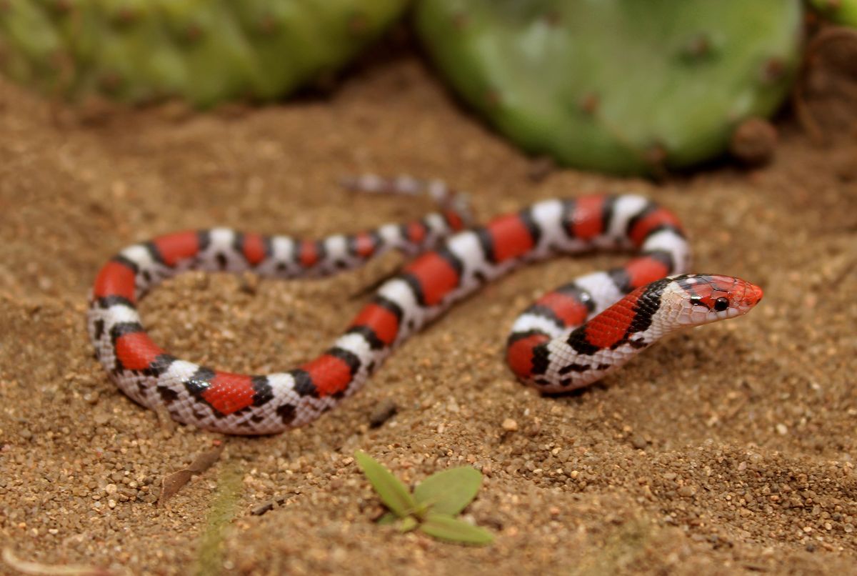 Northern Scarlet Snake (Cemophora coccinea)