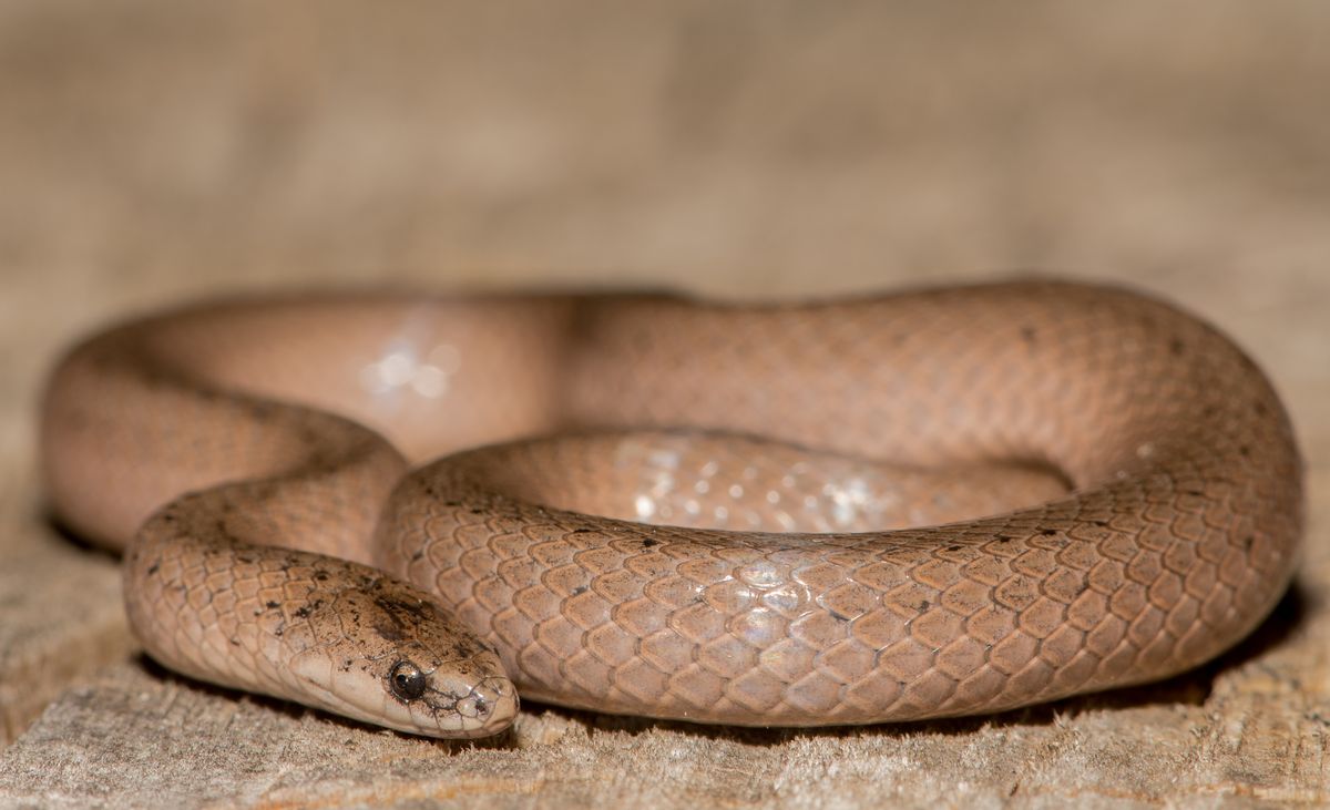Smooth Earthsnake (Virginia valeriae)