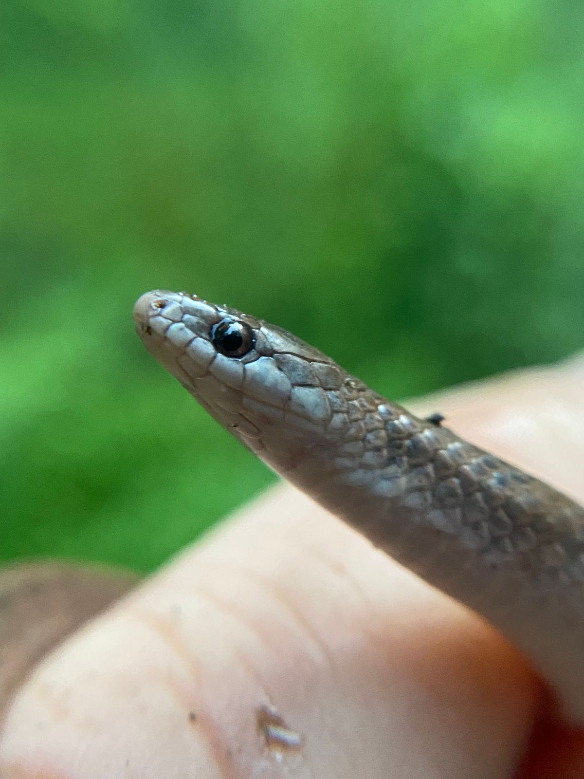 Smooth Earthsnake (Virginia valeriae)