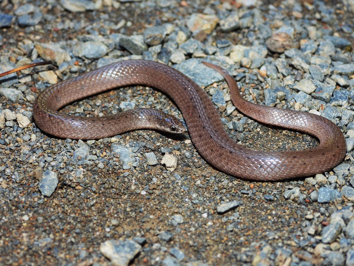 Smooth Earthsnake (Virginia valeriae)