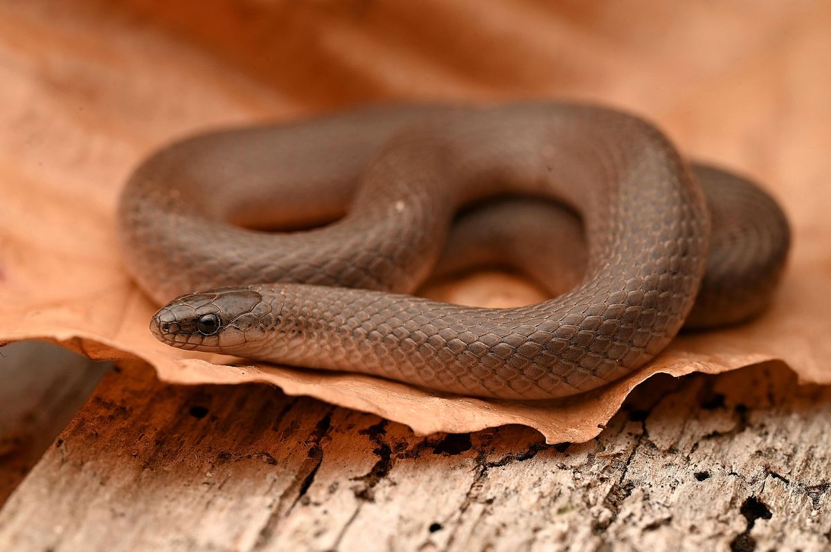 Smooth Earthsnake (Virginia valeriae)