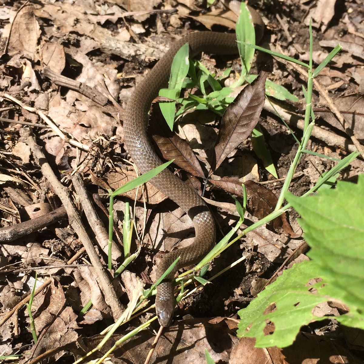 Smooth Earthsnake (Virginia valeriae)