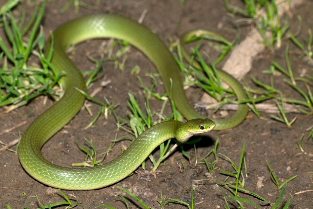Smooth Greensnake (Opheodrys vernalis)