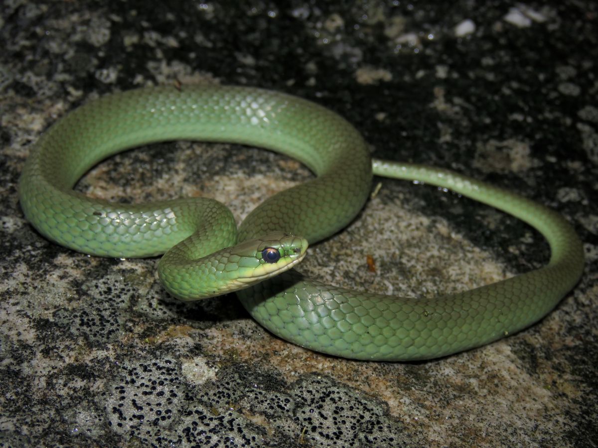 Smooth Greensnake (Opheodrys vernalis)