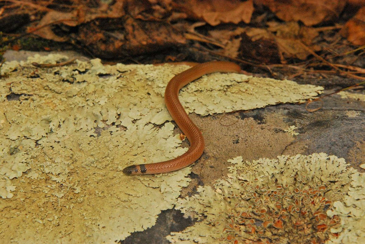 Southeastern Crowned Snake (Tantilla coronata)