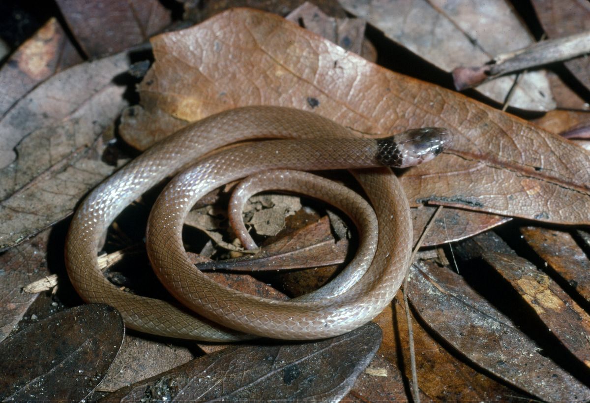 Southeastern Crowned Snake (Tantilla coronata)