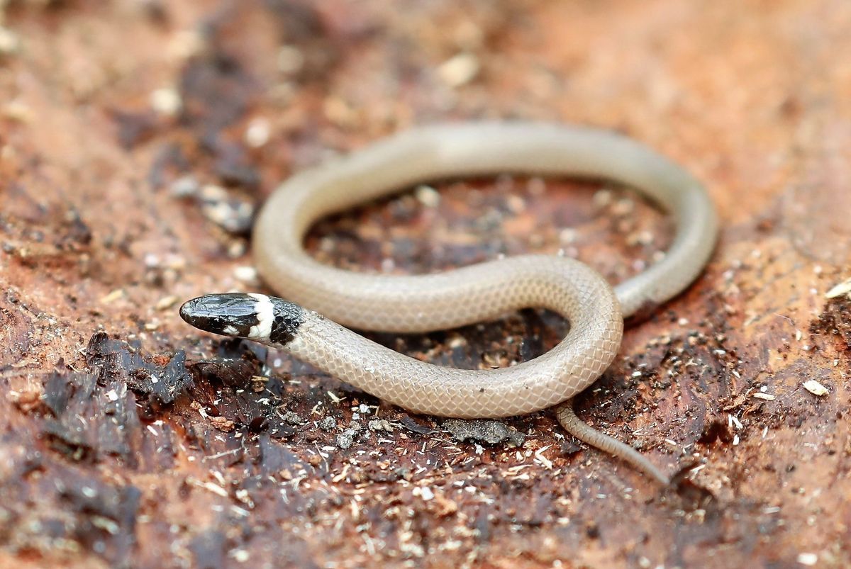 Southeastern Crowned Snake (Tantilla coronata)