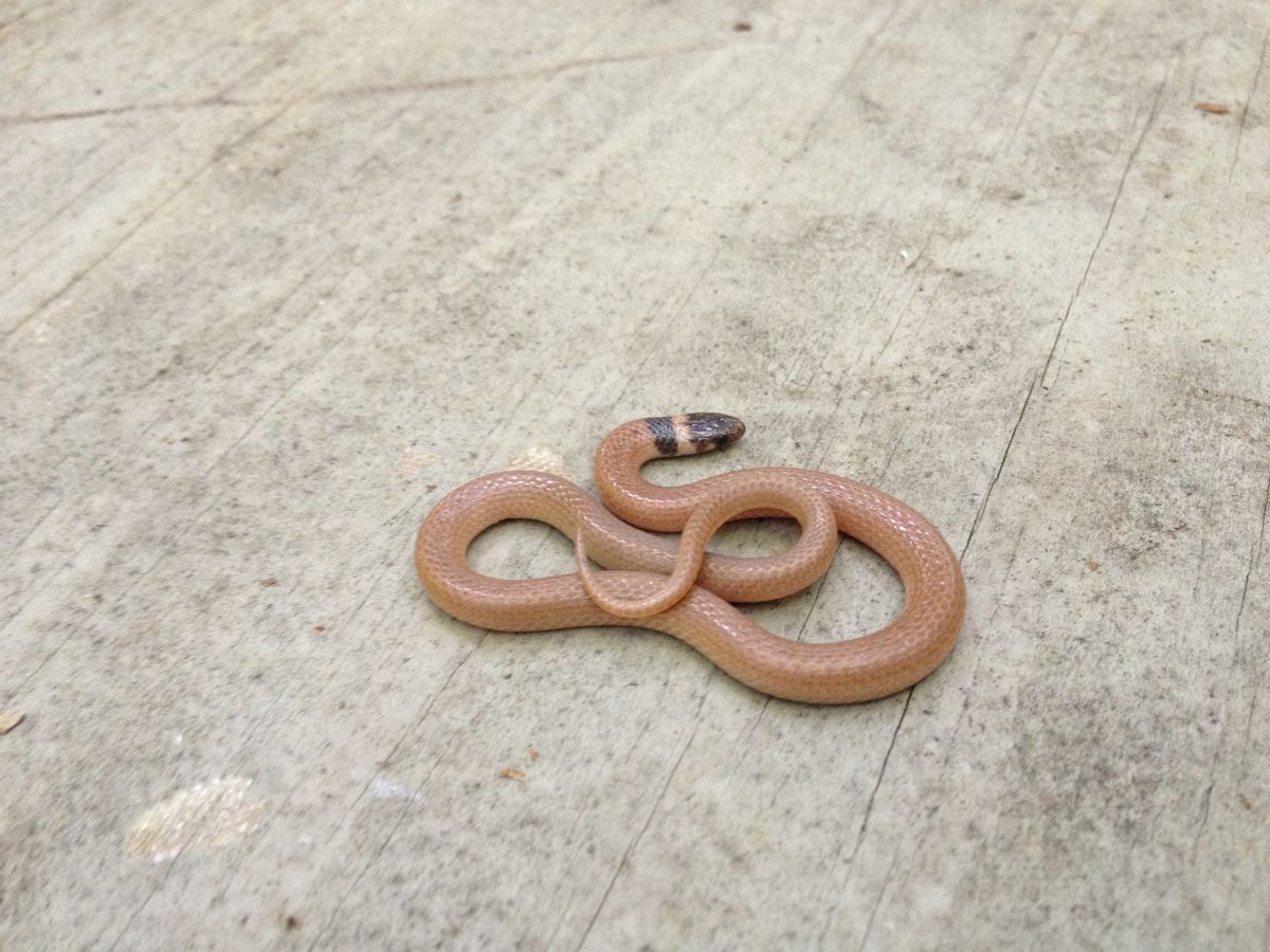 Southeastern Crowned Snake (Tantilla coronata)