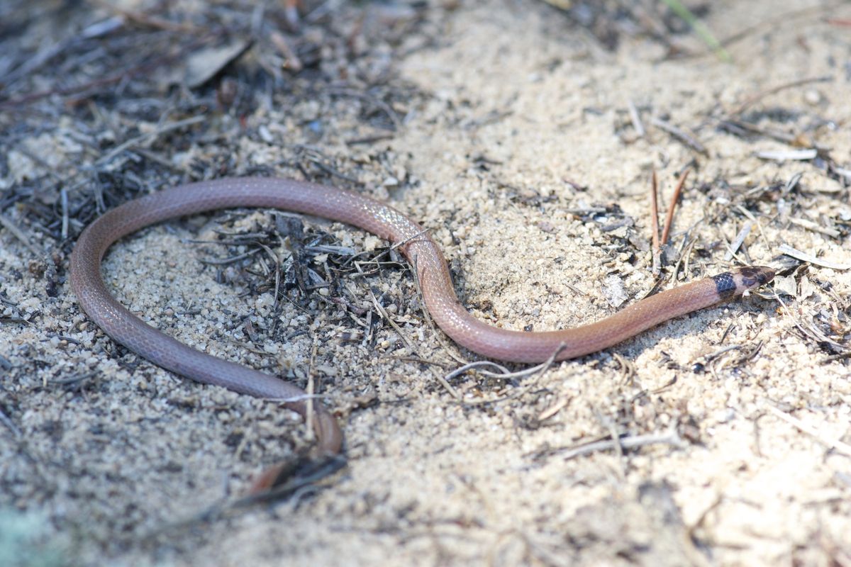 Southeastern Crowned Snake (Tantilla coronata)