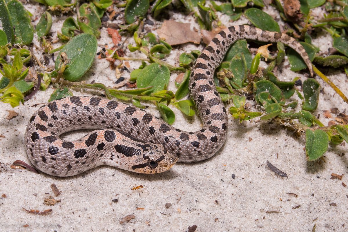Southern Hognose Snake (Heterodon simus)