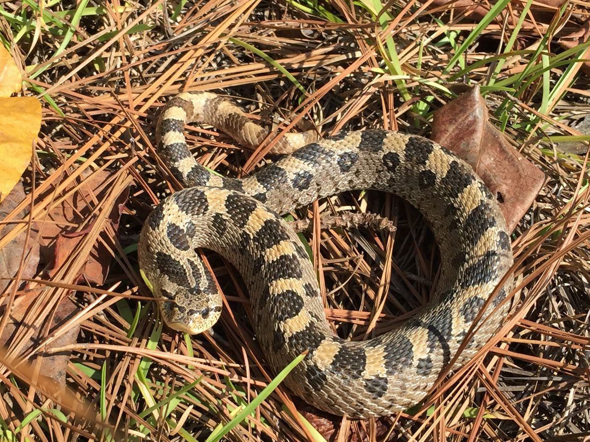 Southern Hognose Snake (Heterodon simus)