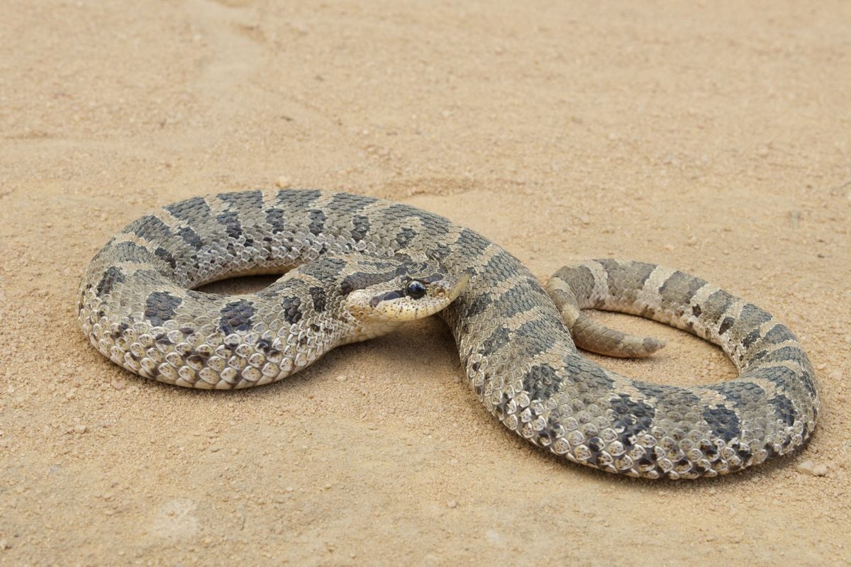 Southern Hognose Snake (Heterodon simus)