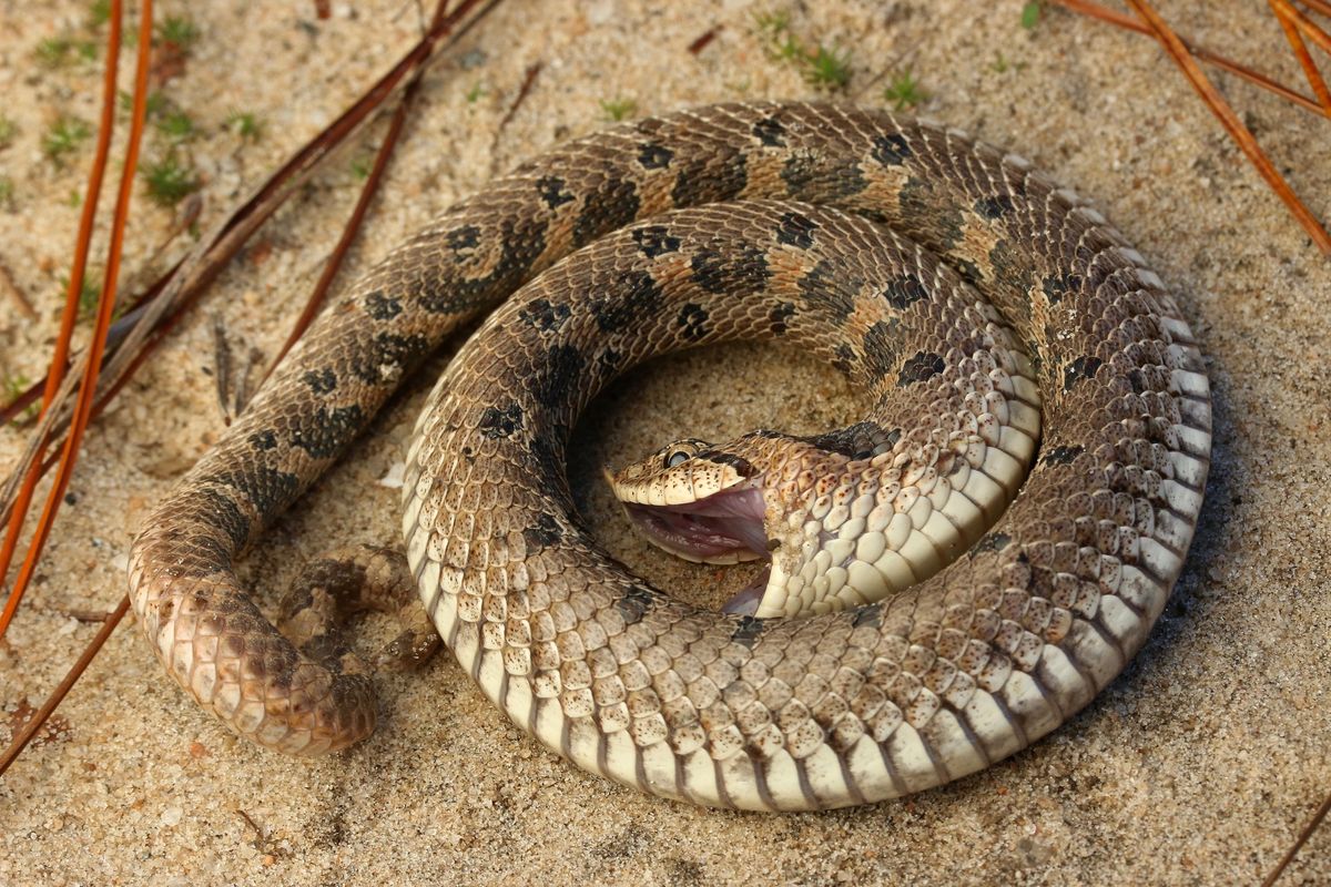 Southern Hognose Snake (Heterodon simus)