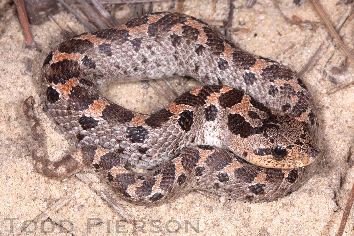 Southern Hognose Snake (Heterodon simus)