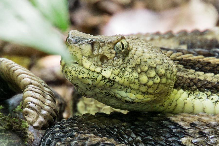 Timber Rattlesnake (Crotalus horridus)