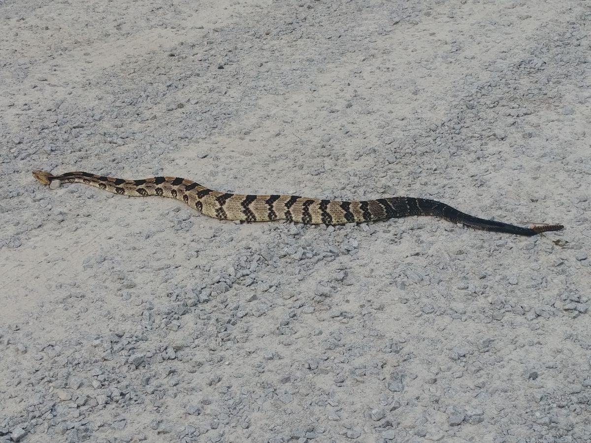 Timber Rattlesnake (Crotalus horridus)
