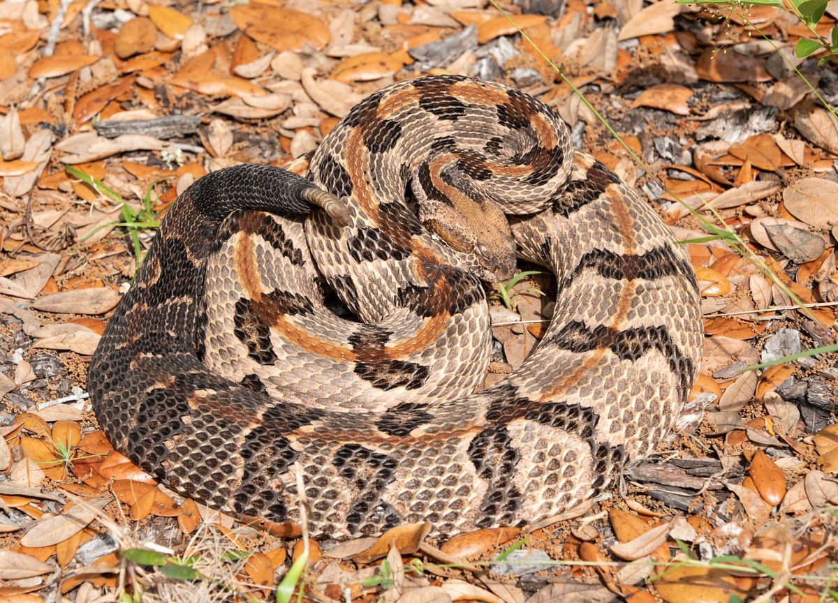 Timber Rattlesnake (Crotalus horridus)