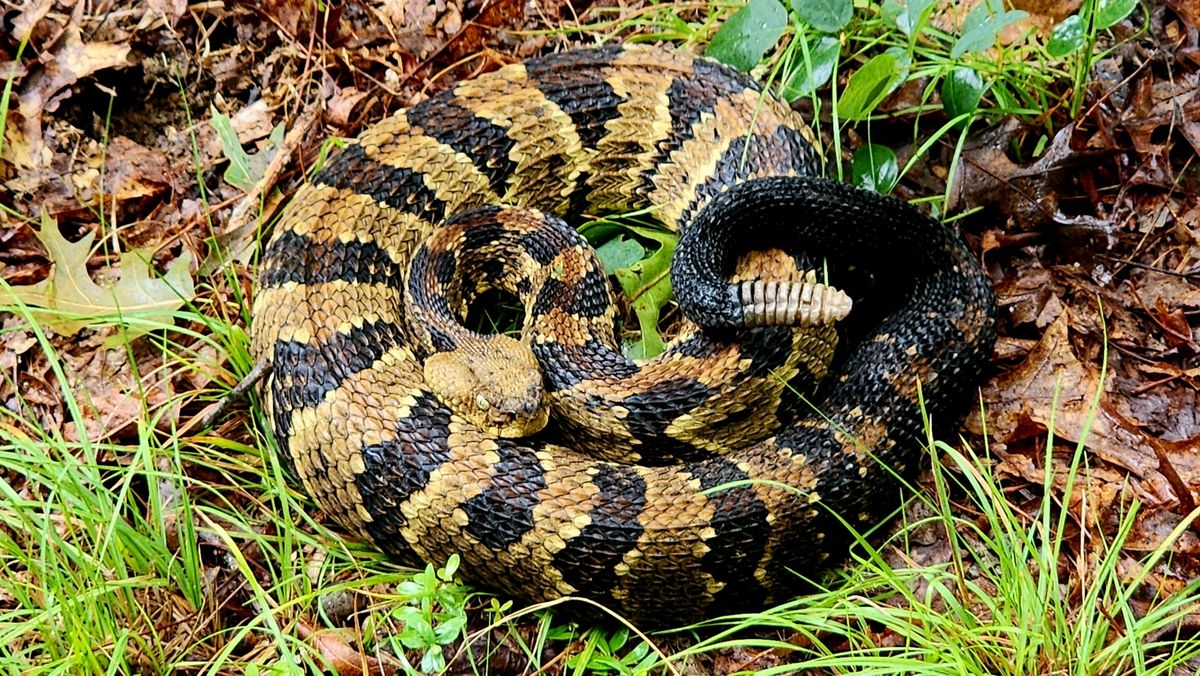 Timber Rattlesnake (Crotalus horridus)