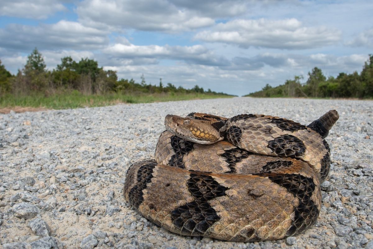 Timber Rattlesnake (Crotalus horridus)